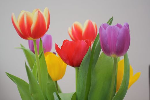 Tulips in bloom